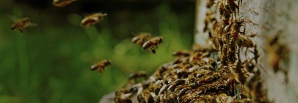 Bee Removal & Control Services in Melbourne